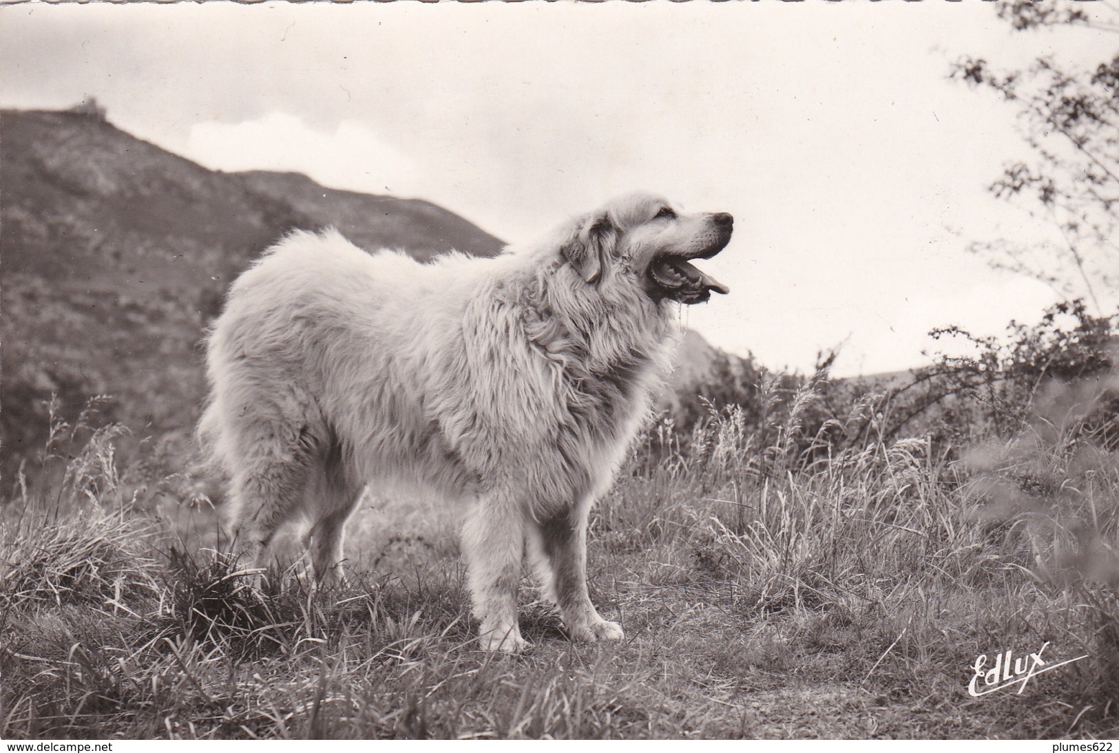 65 Chien Berger Montagne Des Pyrenées (48) - Chiens