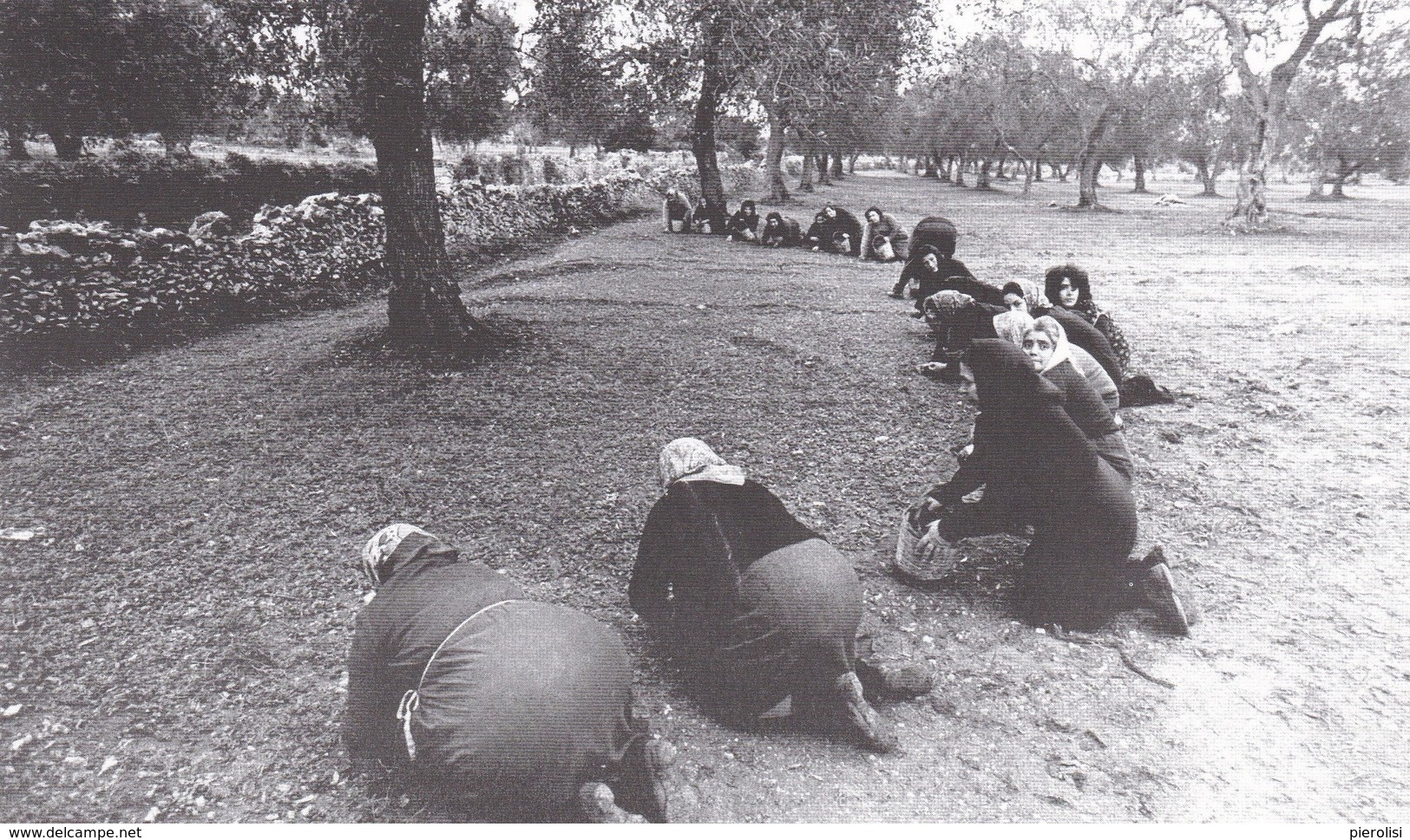 (B406) - MELENDUGNO (Lecce) - La Raccolta Delle Olive (come Avveniva Una Volta) - Lecce