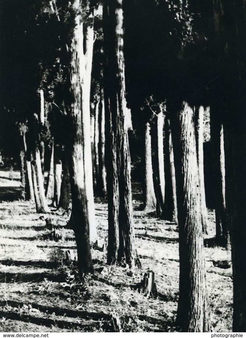 Tunisie Carthage Etude Foret Arbres Paysage Ancienne Photo Leon Lemaire 1935 - Afrique