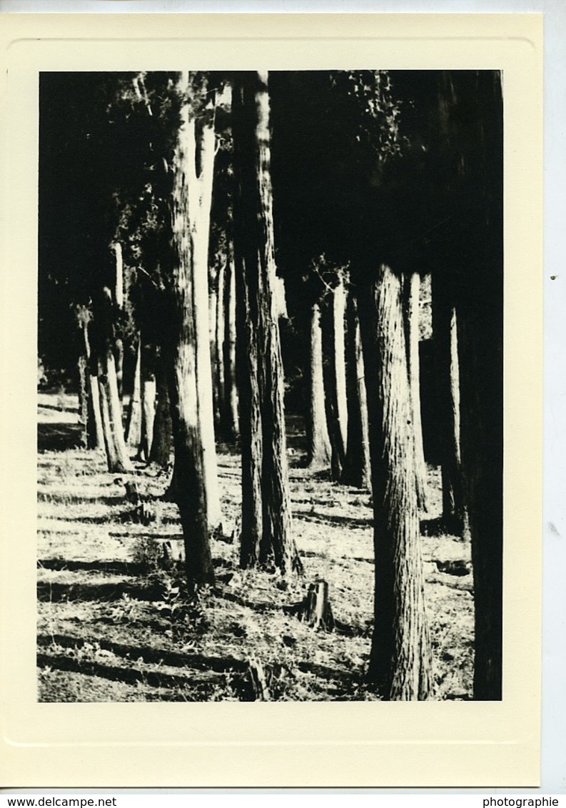 Tunisie Carthage Etude Foret Arbres Paysage Ancienne Photo Leon Lemaire 1935 - Afrique