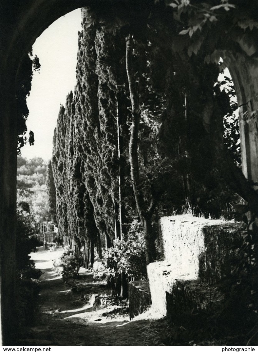 Tunisie Carthage Etude Jardin Paysage Ancienne Photo Leon Lemaire 1935 - Afrique