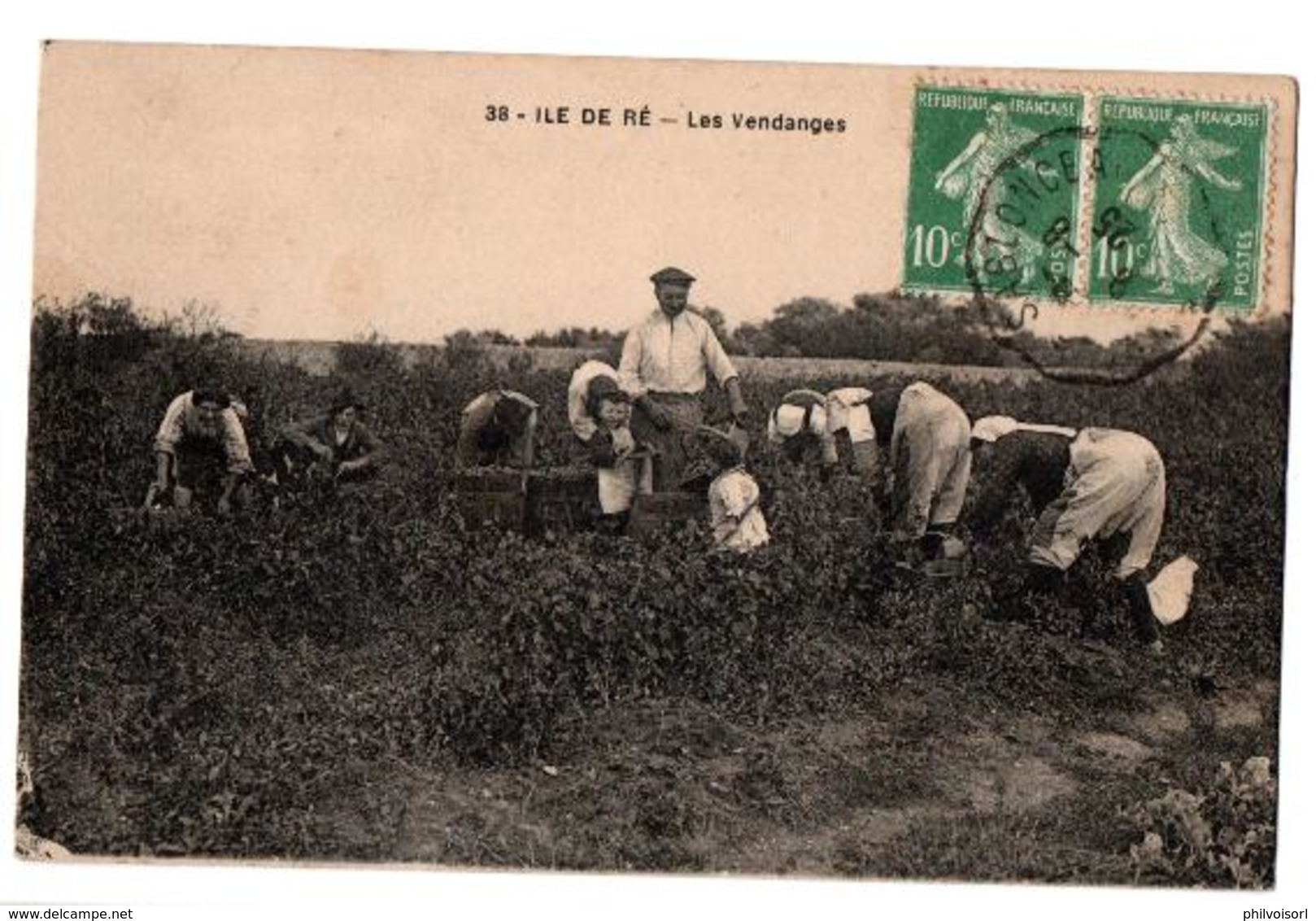 ILE DE RE LES VENDANGES TRES ANIMEE - Ile De Ré