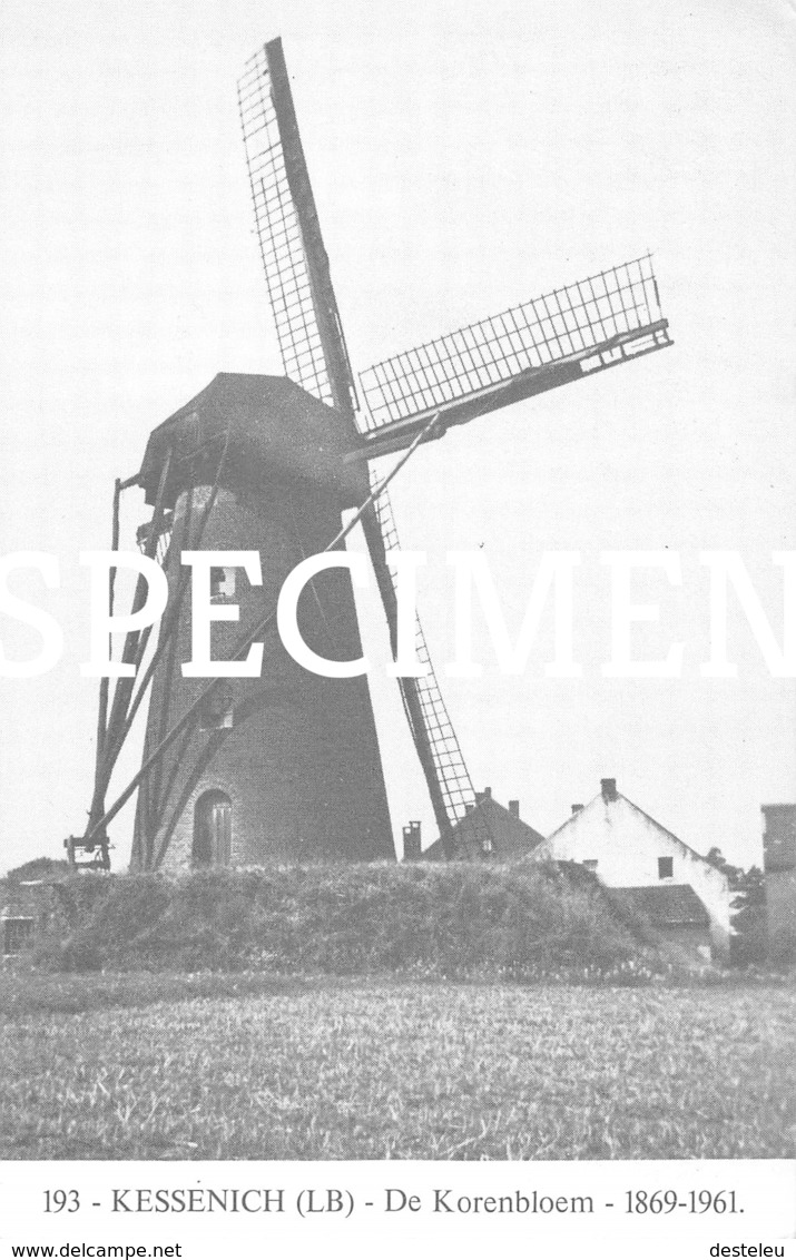 193 De Korenbloem Molen - Kessenich - Kinrooi