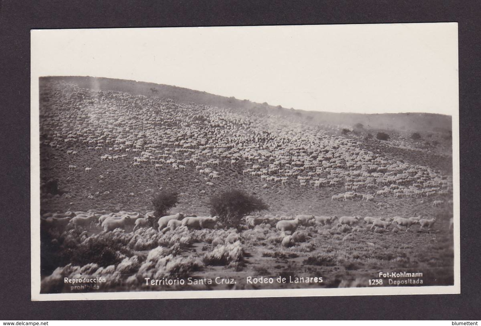 CPA Argentine Carte Photo RPPC Non Circulé Santa Cruz Lanares - Argentine