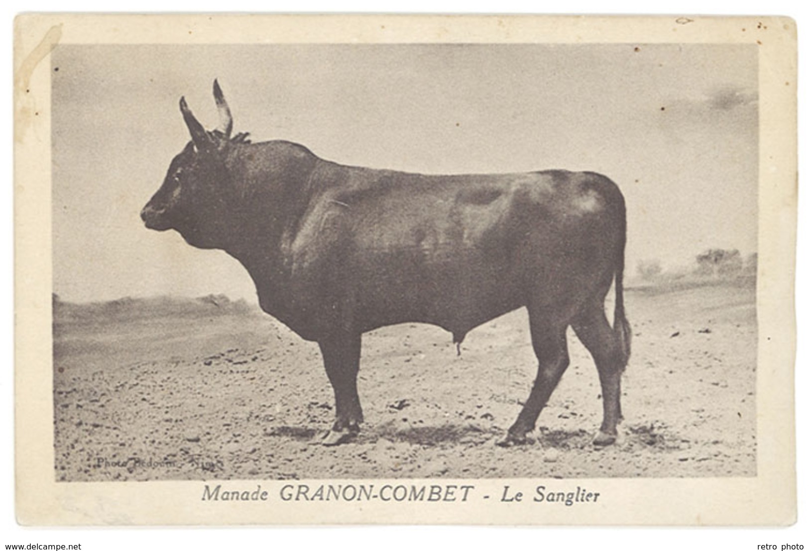 Cpa Manade Granon-Combet - Le Sanglier ( Taureau ) ( AN ) - Taureaux