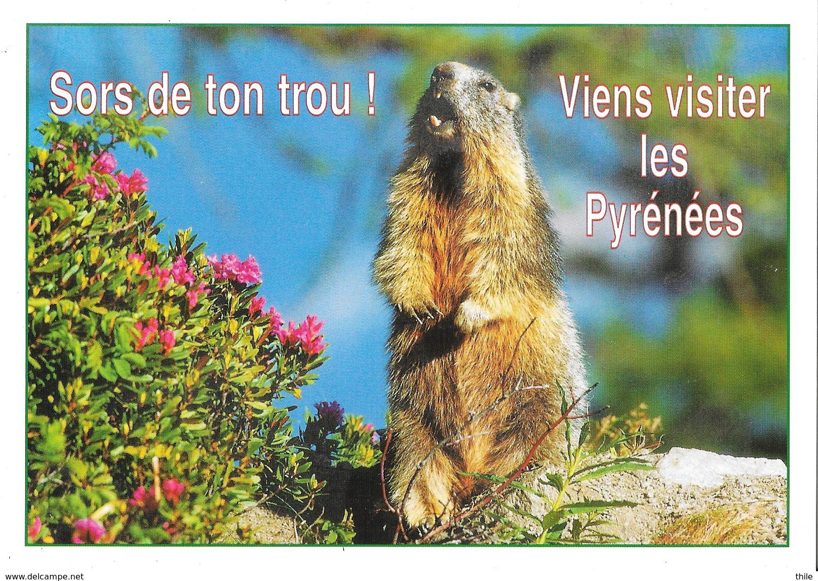 Animaux Humoristiques - Marmotte Des Pyrénées - Other & Unclassified