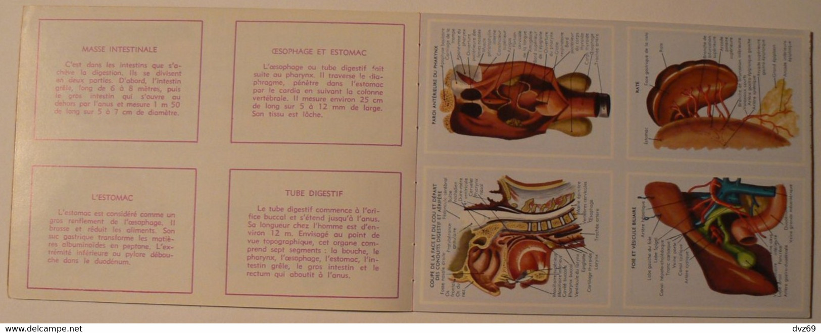 Livret éducatif Volumétrix : N° 36, Etudes D'Anatomie II, Parfait état. - Schede Didattiche