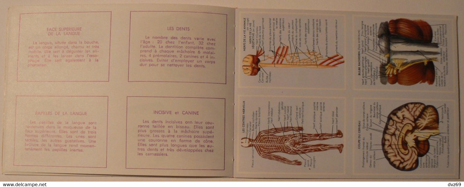 Livret éducatif Volumétrix : n° 36, Etudes d'Anatomie II, parfait état.