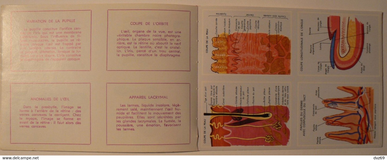 Livret éducatif Volumétrix : n° 36, Etudes d'Anatomie II, parfait état.