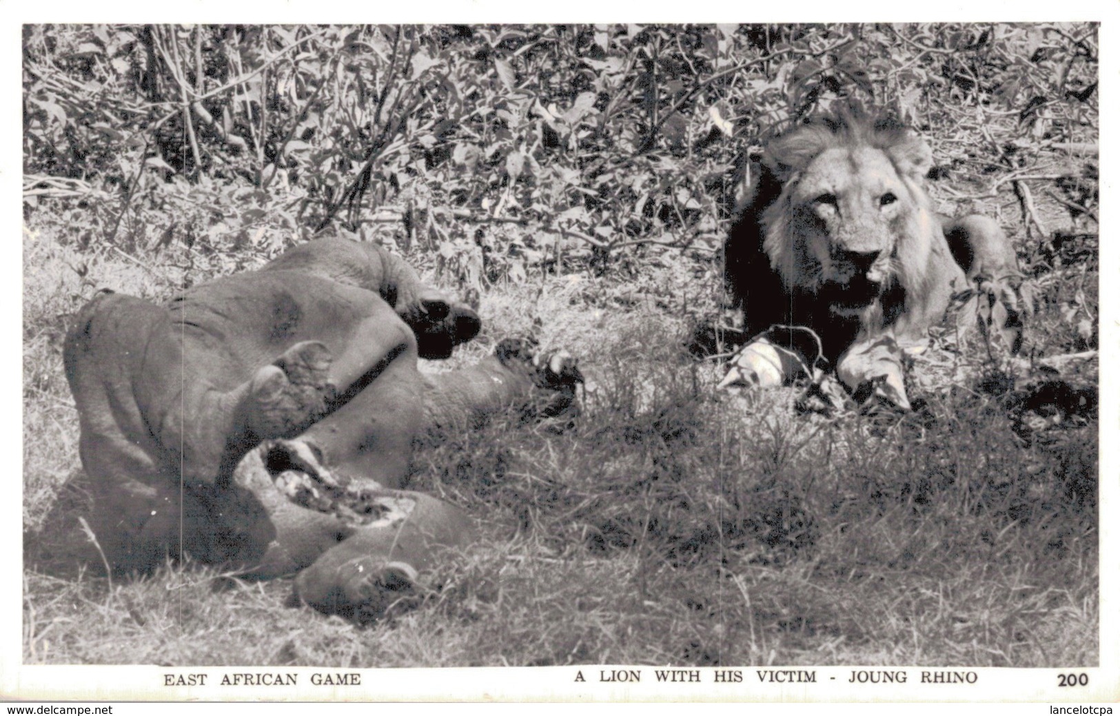 AFRIQUE DE L'EST / LE REPAS DU LION - JEUNE RHINOCEROS - Kenya