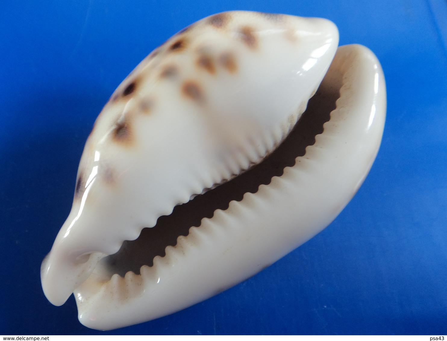 Cypraea Tigris Madagascar 73mm GEM N1 - Conchas Y Caracoles