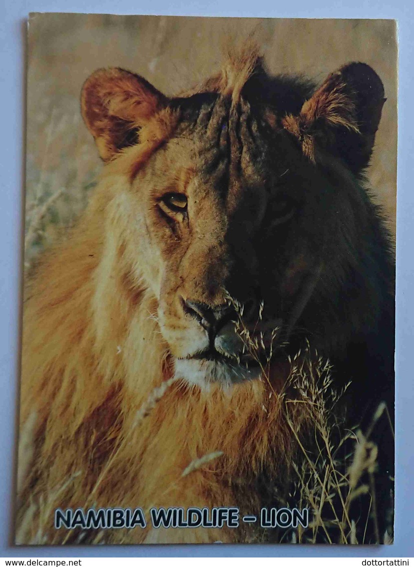 NAMIBIA WILDLIFE - Lion -  Vg - Namibia