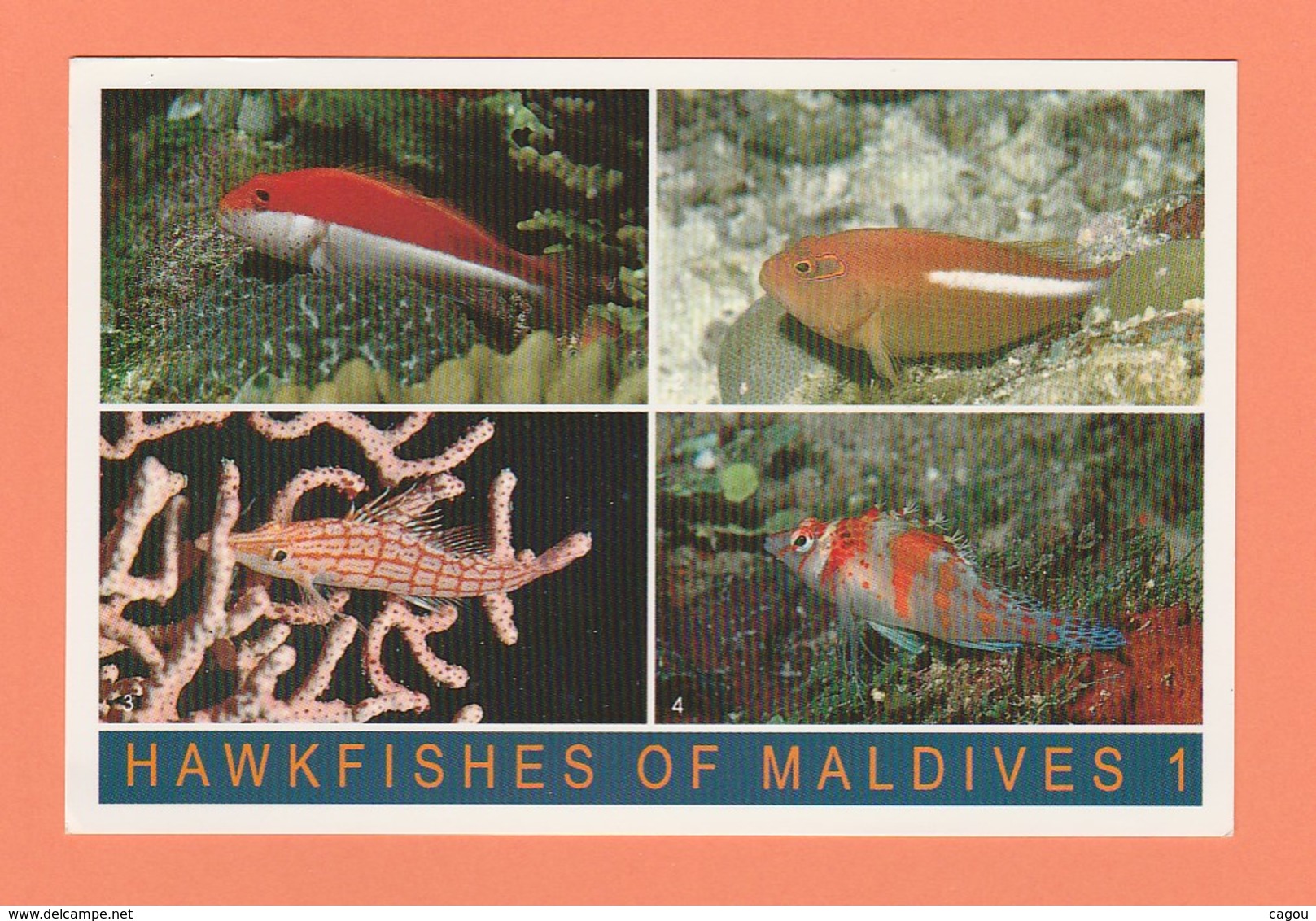 MALDIVES - HAWKFISHES OF MALDIVES 1 - Maldives