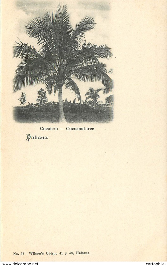 Cuba - Habana - Cocotero Coconu Cocotier Circa 1900 - Cuba