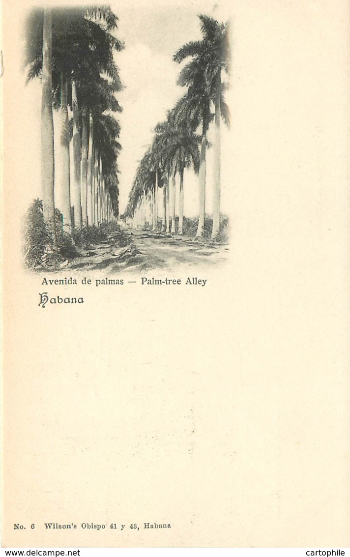 Cuba - Habana - Palmas Palmiers Palm-tree Circa 1900 - Cuba