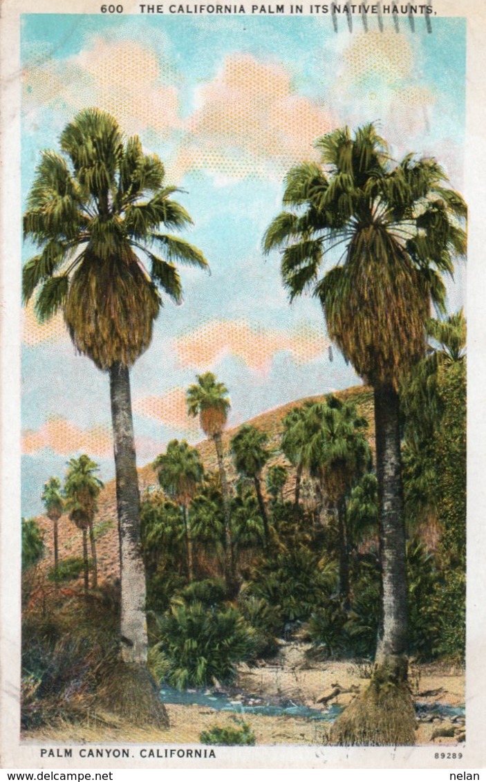 PALM CANYON-CALIFORNIA-1928 - Altri & Non Classificati