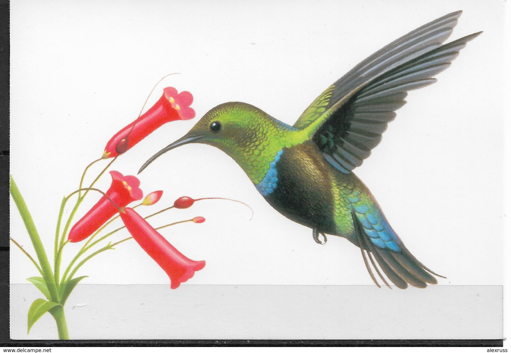 US Postcard, Birds, Green-throated Carib 20c,VF Unused, Unposted !!! - Oiseaux