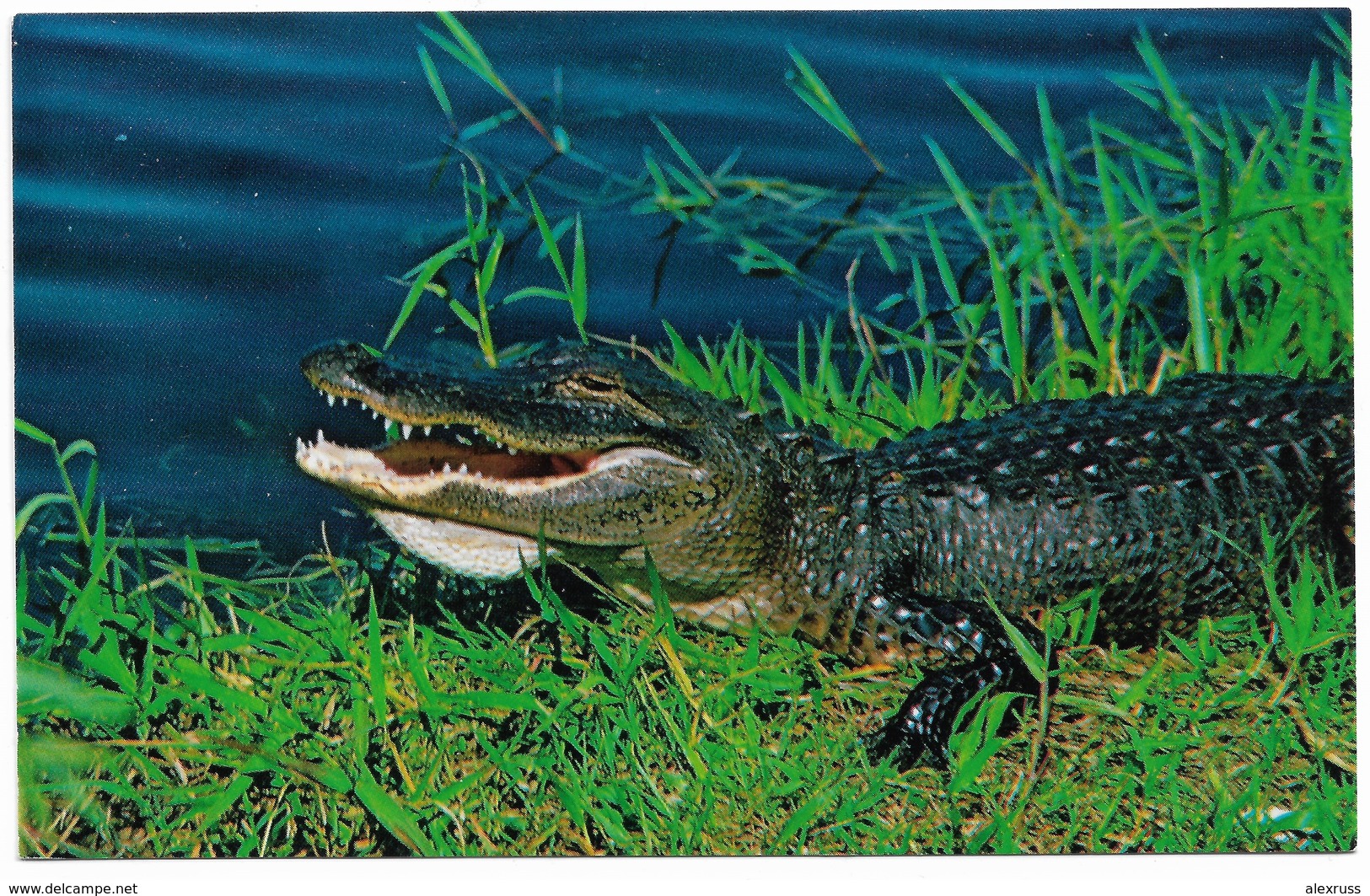 Crocodiles- Alligators,,Vintage Post Card, American Alligator, Sarasota Jungle Gardens, Florida,VF Unused  !! - Other & Unclassified