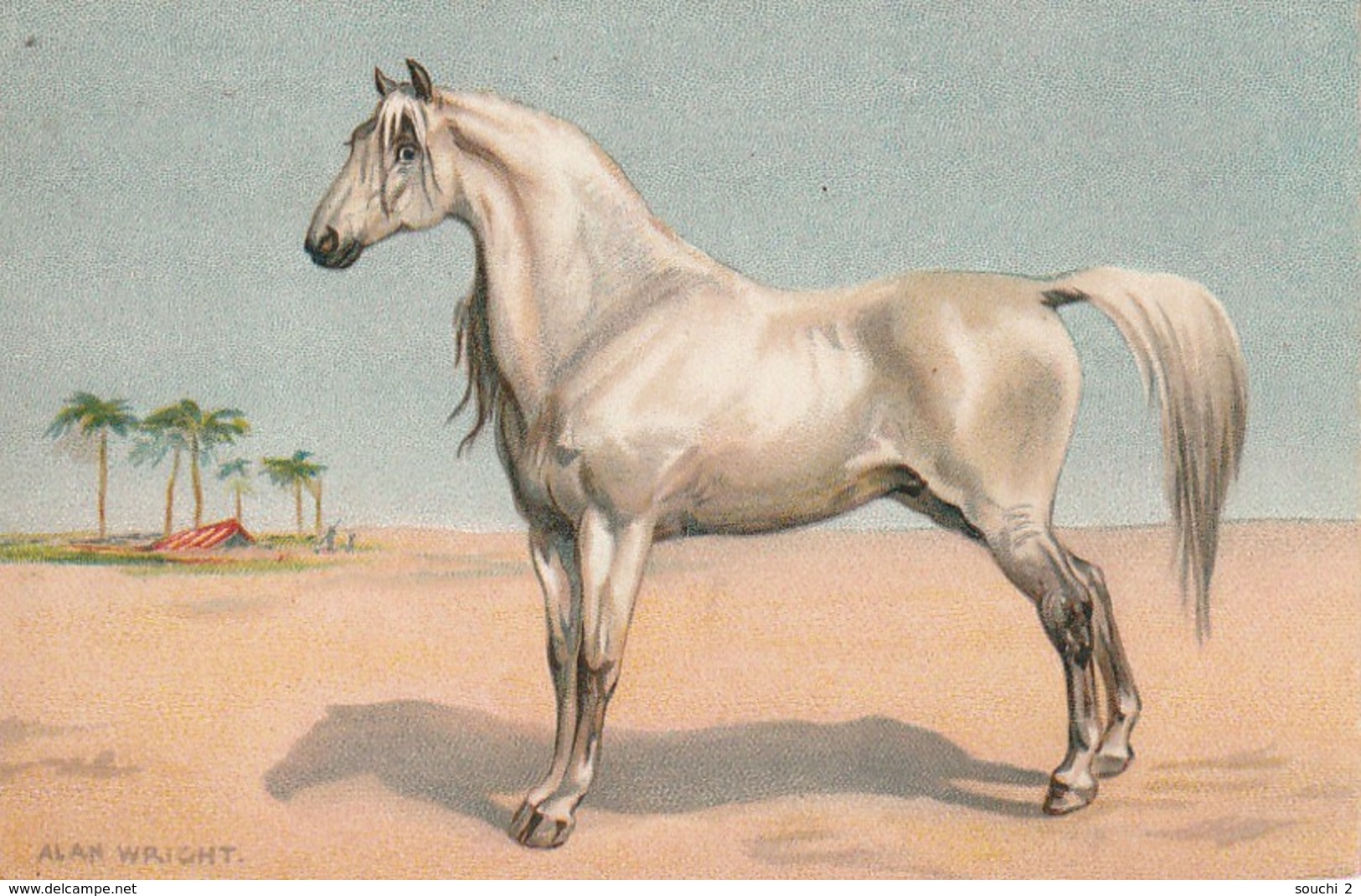 RE 19- CHEVAL AKHAL TEKE  DANS LE DESERT  - ILLUSTRATEUR ALAN WRIGHT- 2 SCANS - Pferde