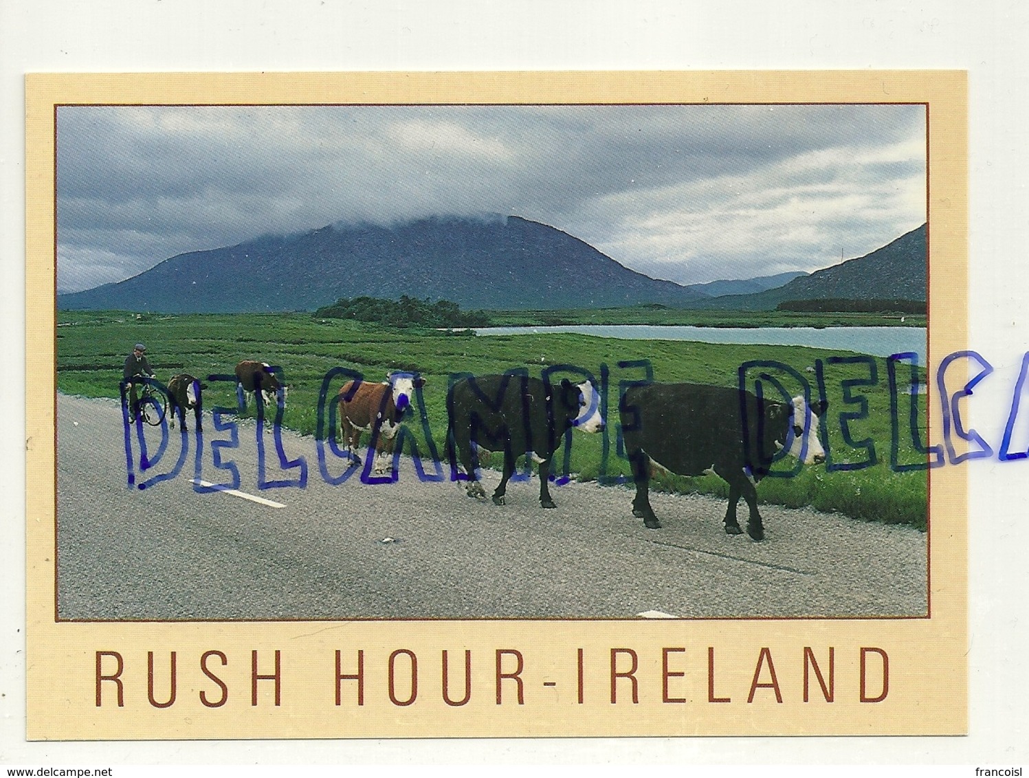 Irlande. Humour. Heure De Pointe. Rush Hour - Ireland. Vaches Sur La Route. Photography Peter O'Toole - Autres & Non Classés