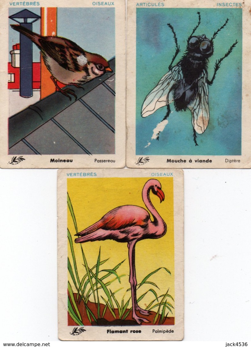 Lot De 3 Images D' école - Oiseaux, Insecte  - - Other & Unclassified