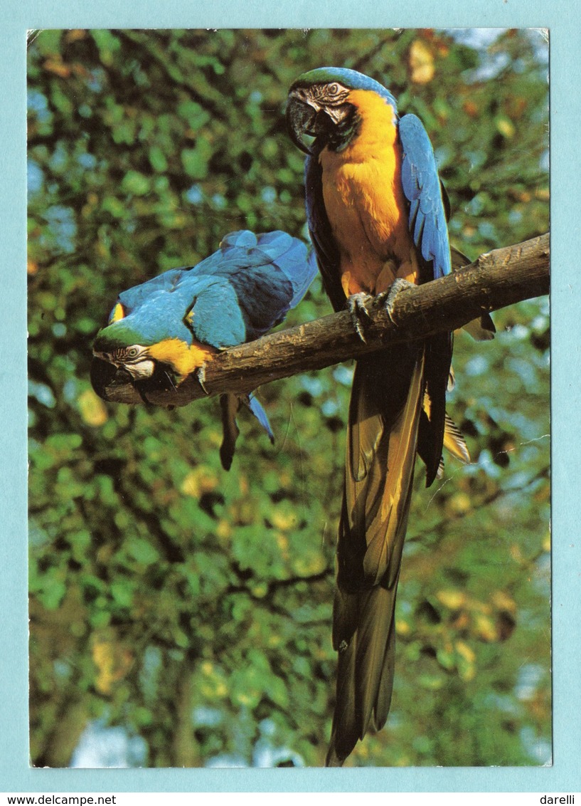 CP Animaux - Blue And Gold Macaw At The Jersey Wildlife -- Ara Bleu Et Or - Birds