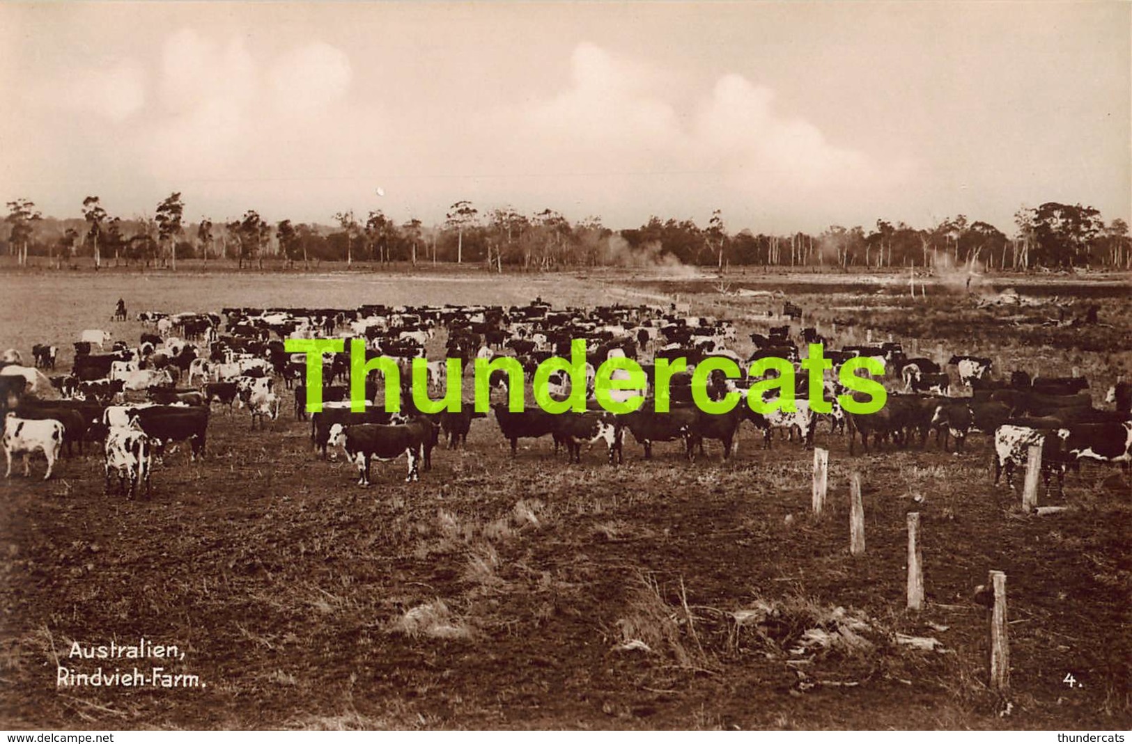 CPA CARTE DE PHOTO RPPC REAL PHOTO POSTCARD AUSTRALIEN AUSTRALIA CATTLE FARM - Autres & Non Classés