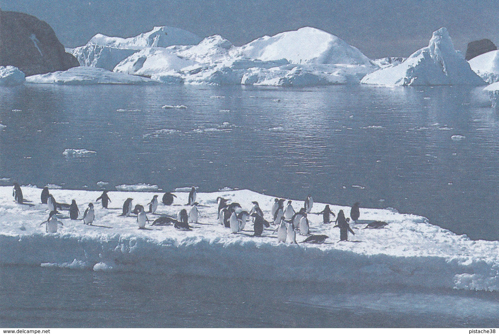 Entier Postal Amiral MAX DOUGUET Avec Oblitération  DUMONT D'URVILLE T. ADELIE Du 18 Déc. 1991 - TAAF : Terres Australes Antarctiques Françaises