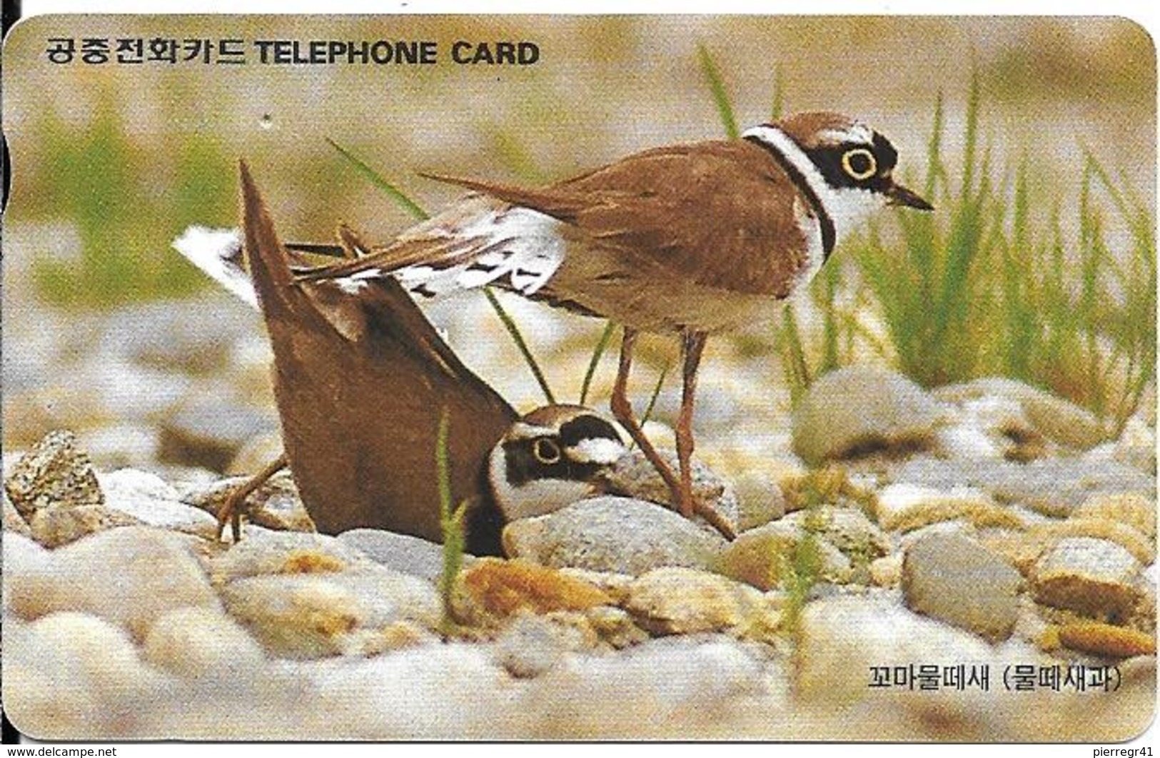 CARTE-MAGNETIQUE-COREE SUD-OISEAUX De RIVAGE -TBE- - Sperlingsvögel & Singvögel