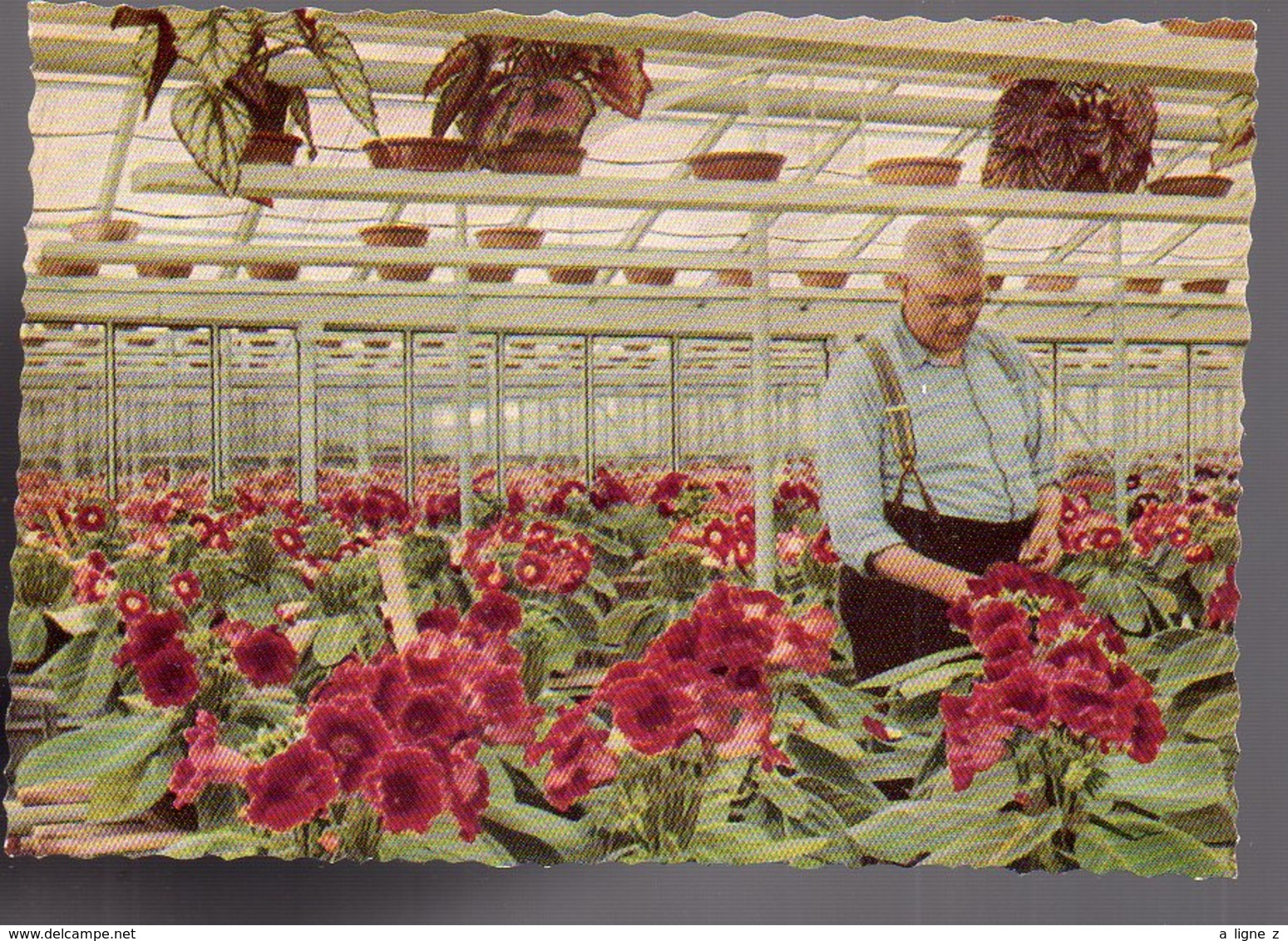 REF 466 : CPSM Pays Bas Aalmeer Holland Flower Centre Of Europe - Aalsmeer