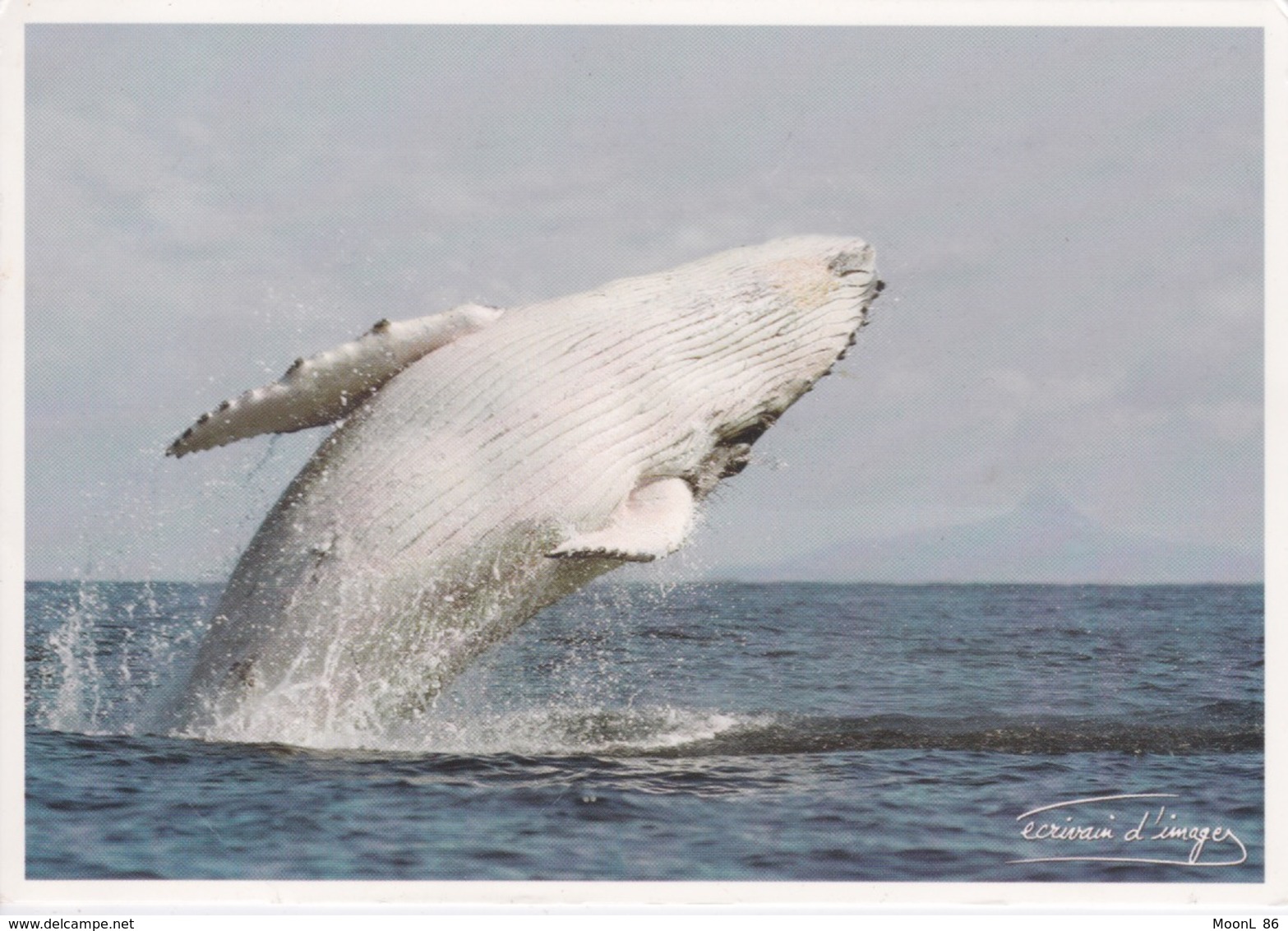 MAYOTTE - ILE AUX PARFUMS - SAUT D UNE BALEINE A BOSSE DANS L OCEAN INDIEN - Mayotte