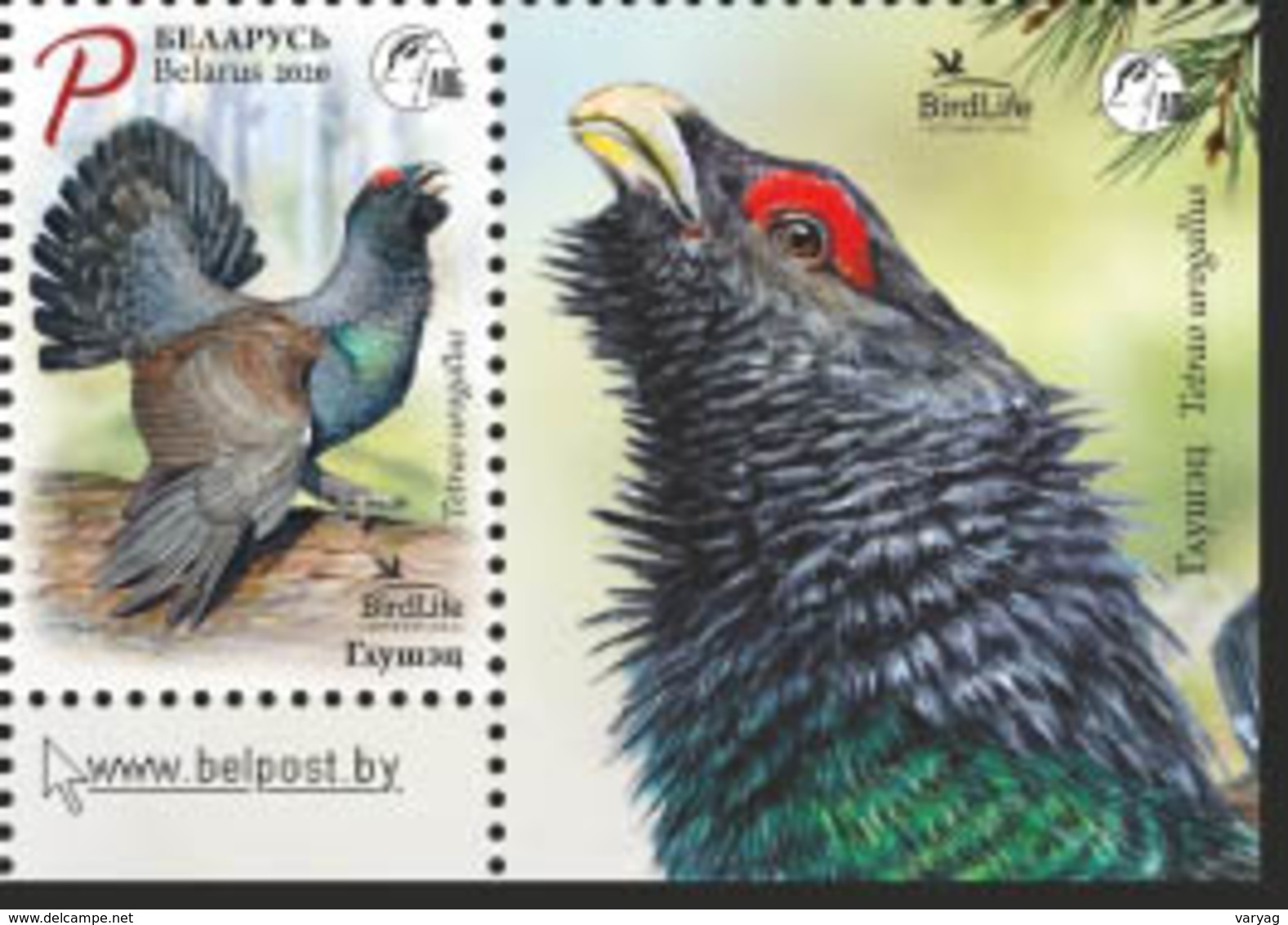 Belarus 2020 Bird Of The Year Western Capercaillie Birds Fauna 1v + Label Zrf MNH - Belarus