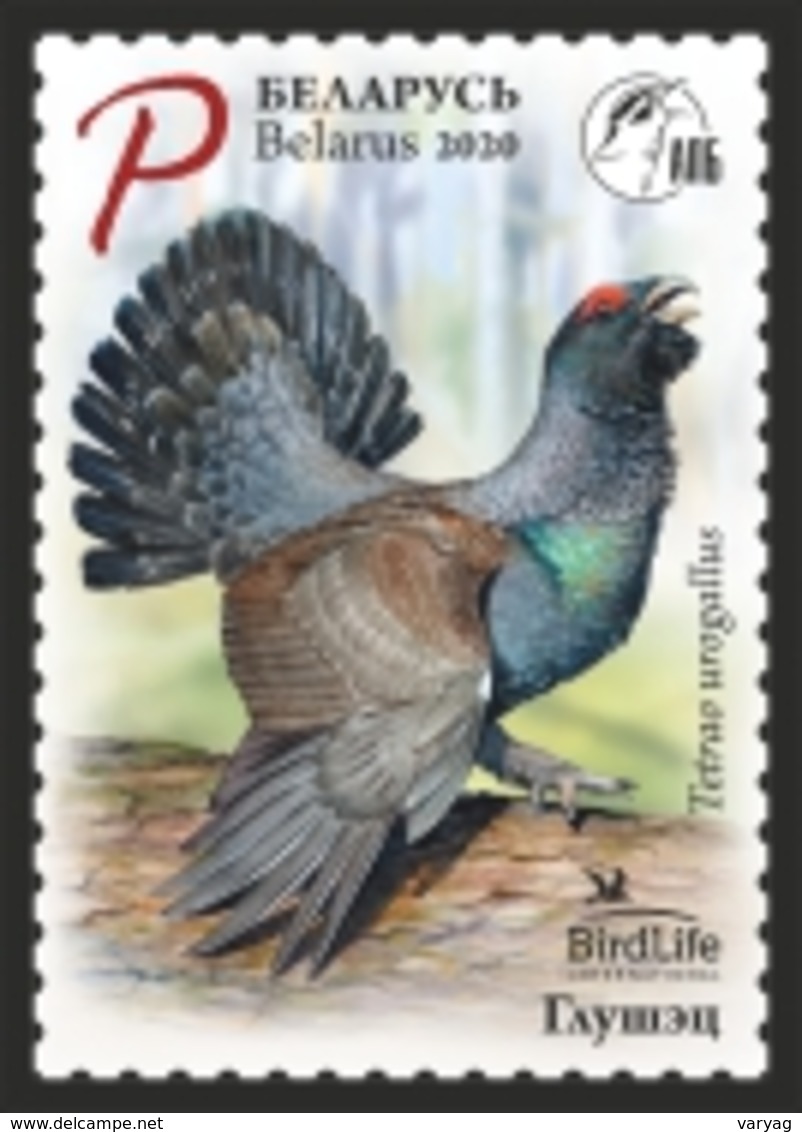 _TH Belarus 2020 Bird Of The Year Western Capercaillie Wood Grouse Birds Fauna 1v MNH - Gallinacées & Faisans