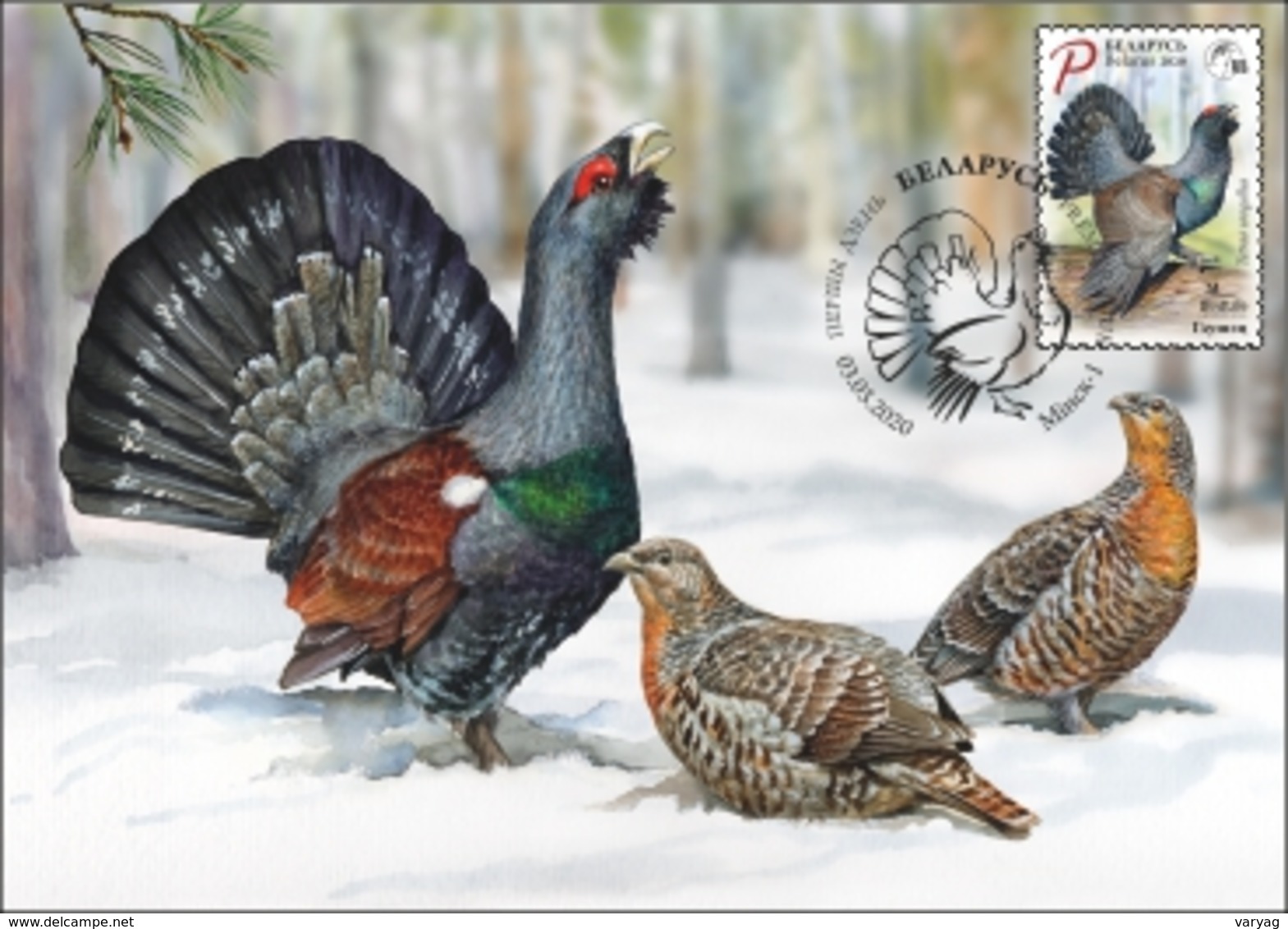 _TH Belarus 2020 Bird Of The Year Western Capercaillie Wood Grouse Birds Fauna MaxiCard MC - Gallinaceans & Pheasants