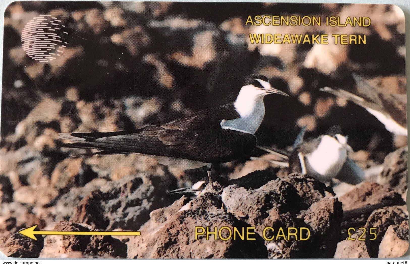 ASCENCION - Phonecard  -  Cable § Wireless  - Bird Wideawake Tern  -  £25 - Ascension (Ile De L')