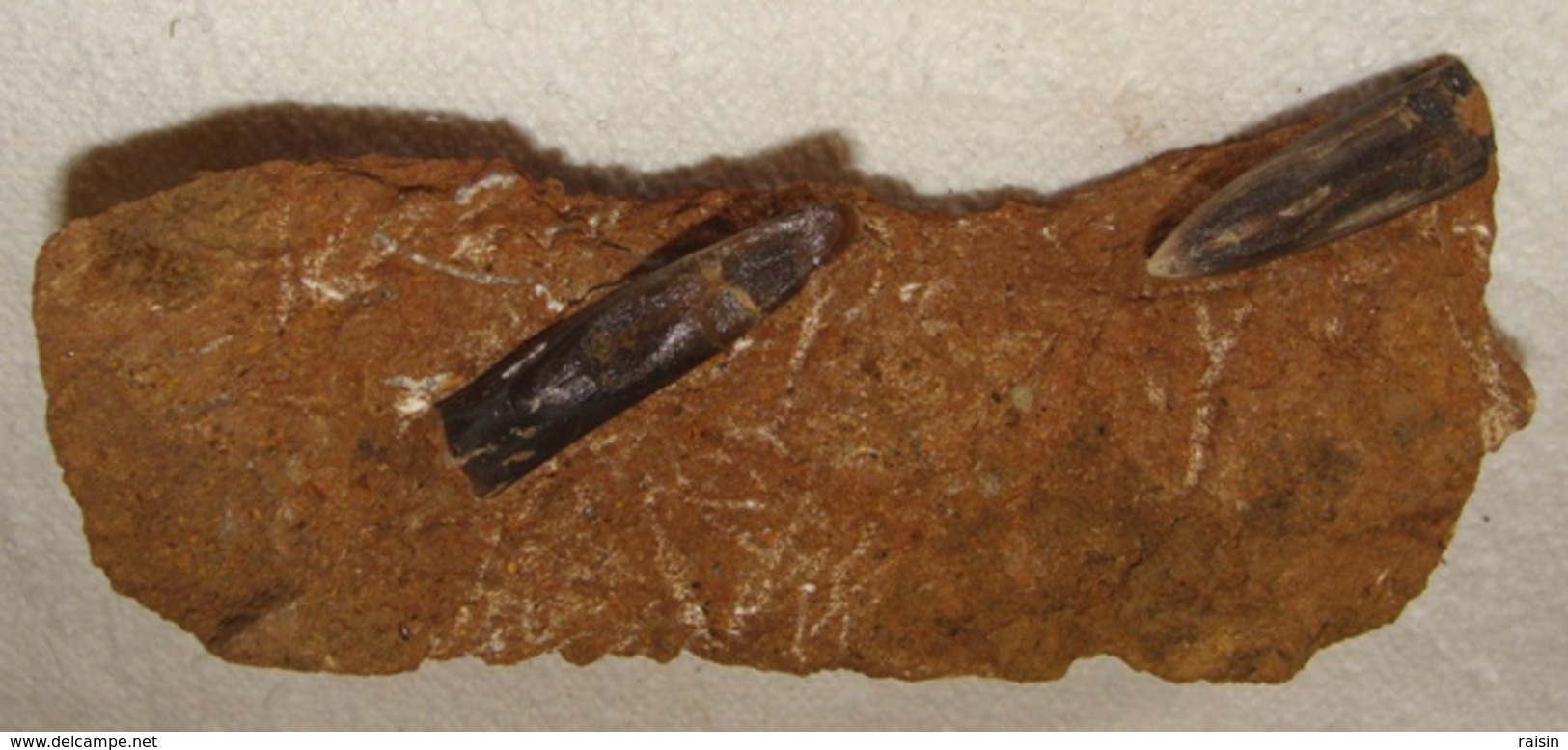 Rostres De Bélemnite "les Jumeaux..." - Fossilien