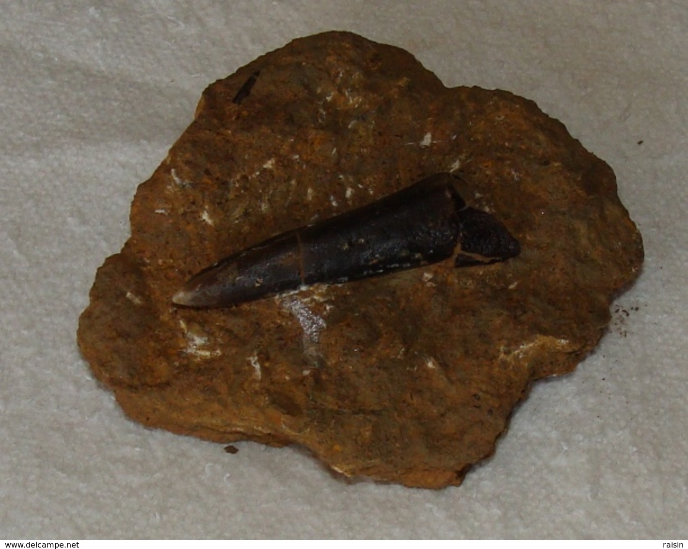 Rostre De Bélemnite (Moselle,mine De Fer) - Fossiles