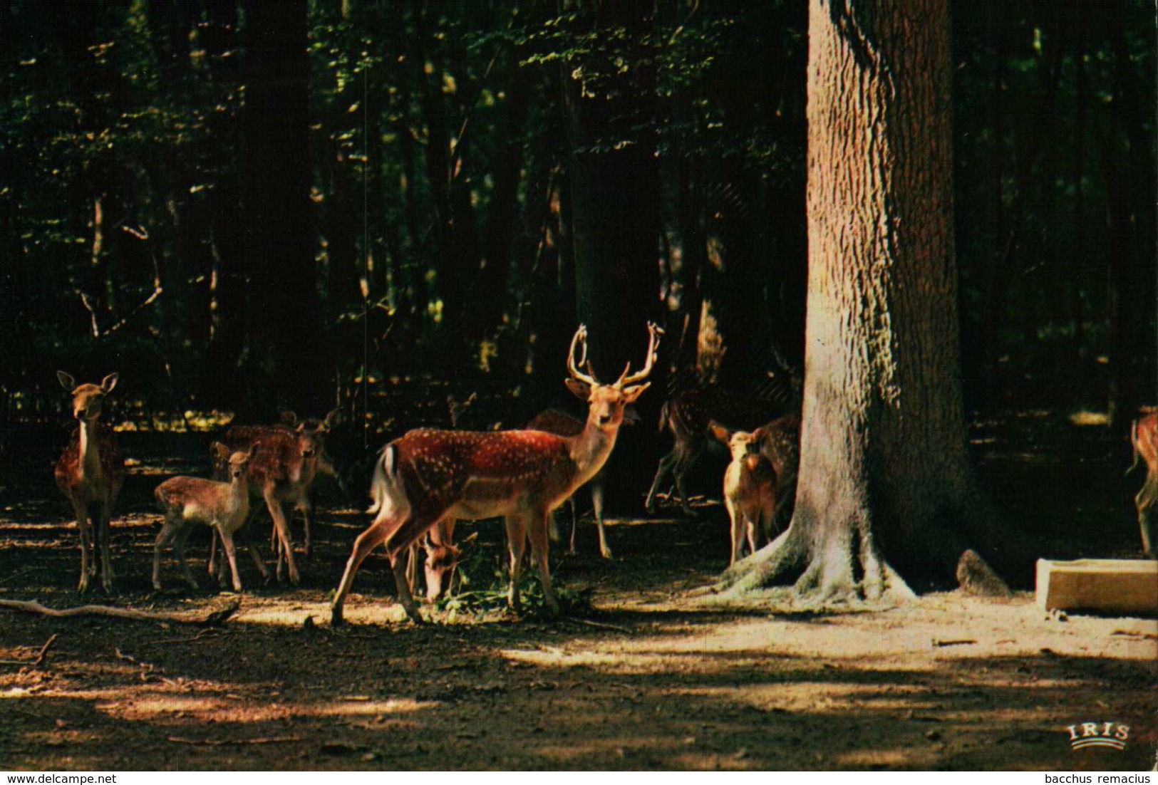 Bettembourg Souvenir Du Parc Merveilleux - Bettemburg