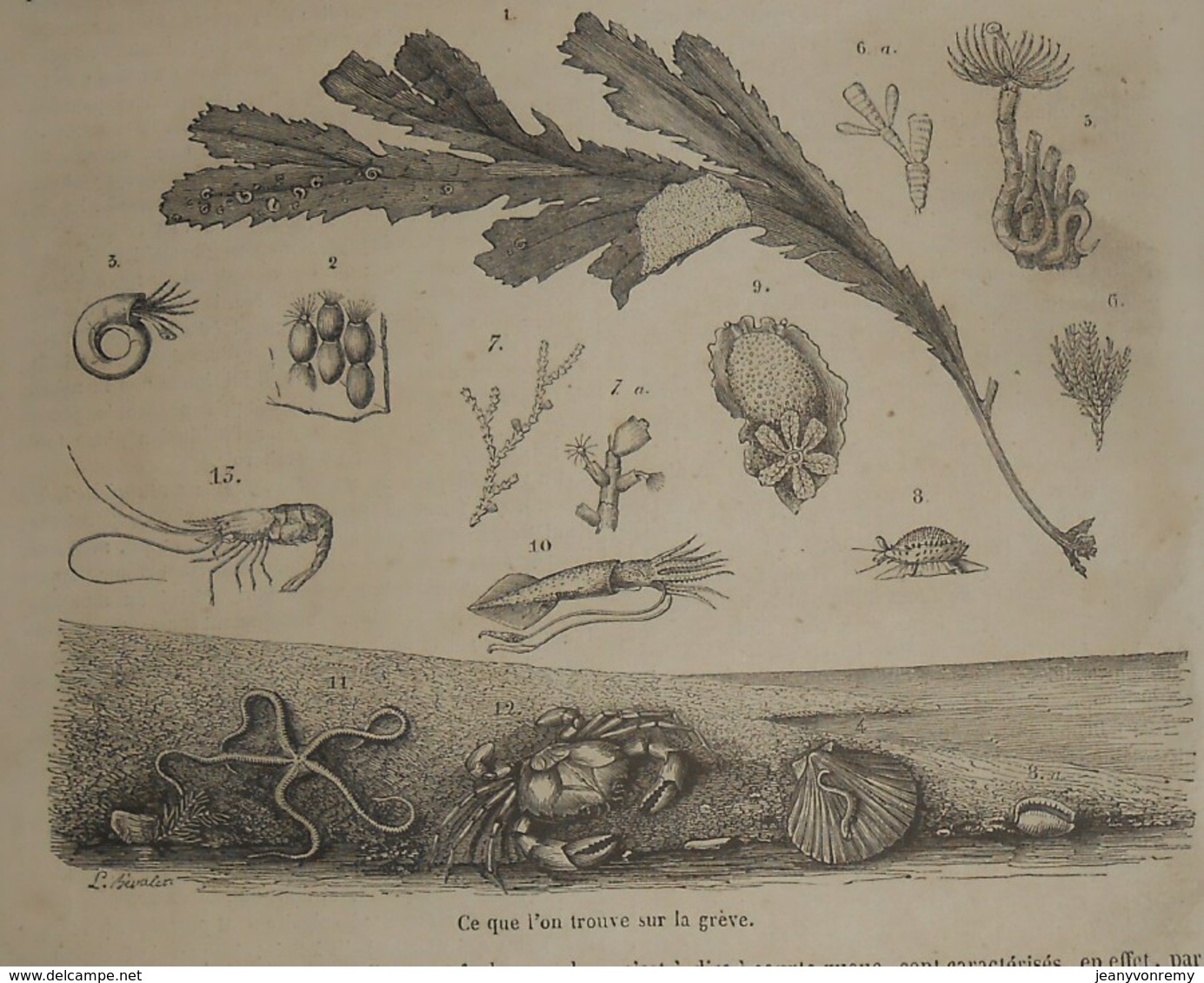 Magasin Pittoresque. Livraison N°39. L'Ile De La Tortue.Un Boucanier. Trouvaille Sur La Grève. 1849 - Zeitschriften - Vor 1900