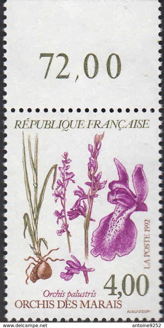 Orchis Des Marais - Neufs