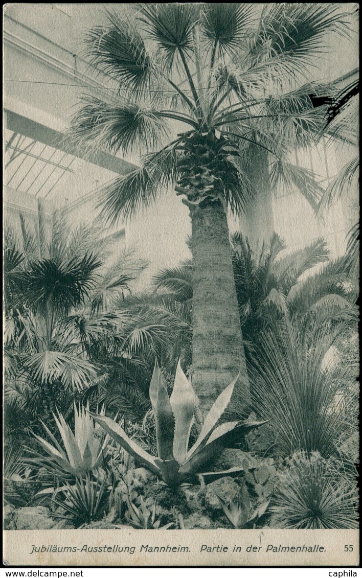 O Palmiers - Entiers Postaux - Allemagne, Cp Tsc. 5pf. Vert Germania "Mannheim 1907". "Palmenhalle". Palmiers Et Cactus - Arbres