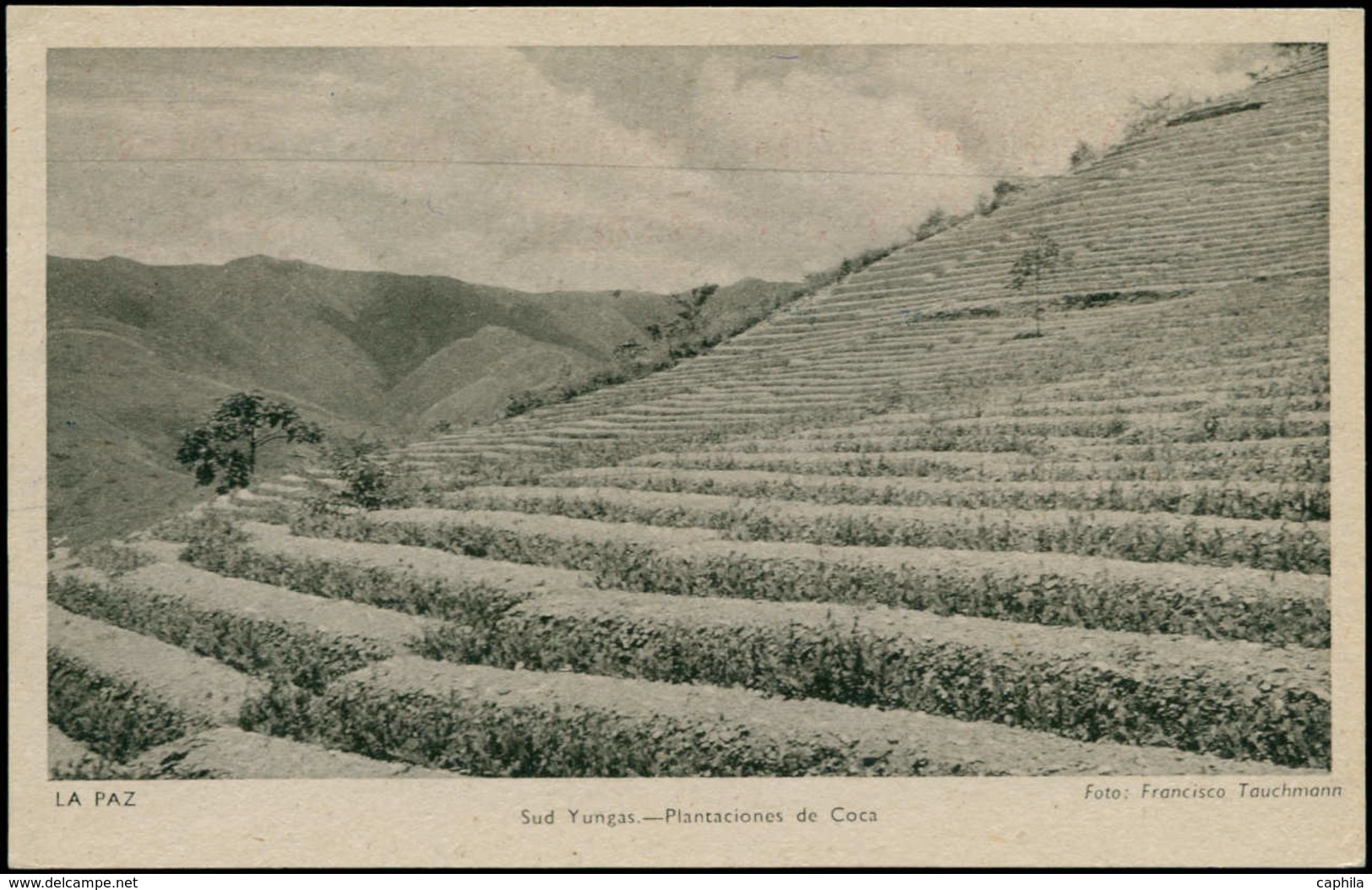 N Médecine - Entiers Postaux - Bolivie, Cp 2.50b./1.25 Rouge Mineur: Illustrée "La Paz - Sud Yungas", Champs De Coca - Médecine