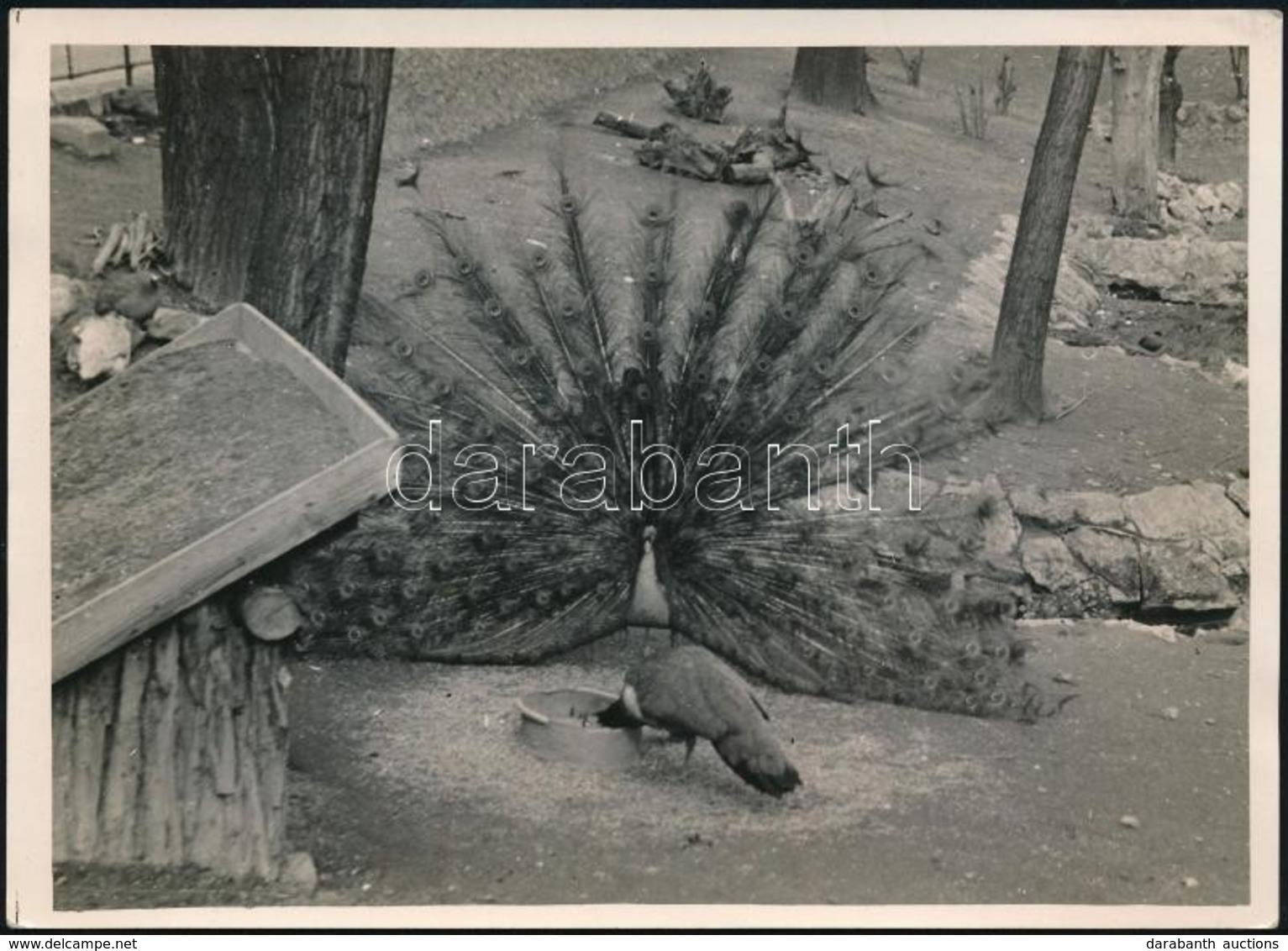 Cca 1934 Kinszki Imre (1901-1945) Budapesti Fotóművész Pecséttel Jelzett Vintage Fotóművészeti Alkotása (Páva), 13x18 Cm - Sonstige & Ohne Zuordnung