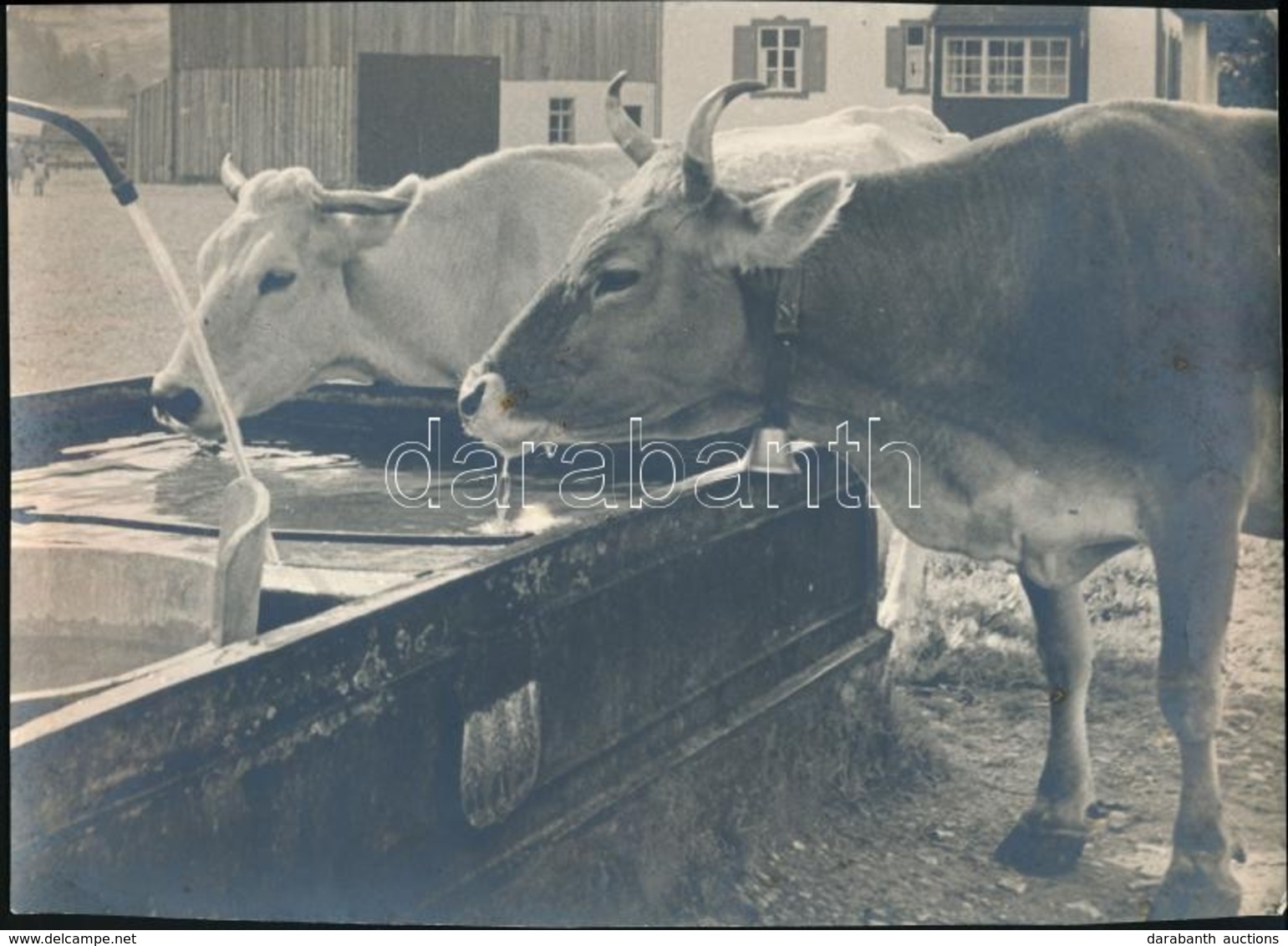 Cca 1934 Thöresz Dezső (1902-1963) Békéscsabai Gyógyszerész és Fotóművész Hagyatékából  Vintage Fotó, Jelzés Nélkül, 21x - Sonstige & Ohne Zuordnung