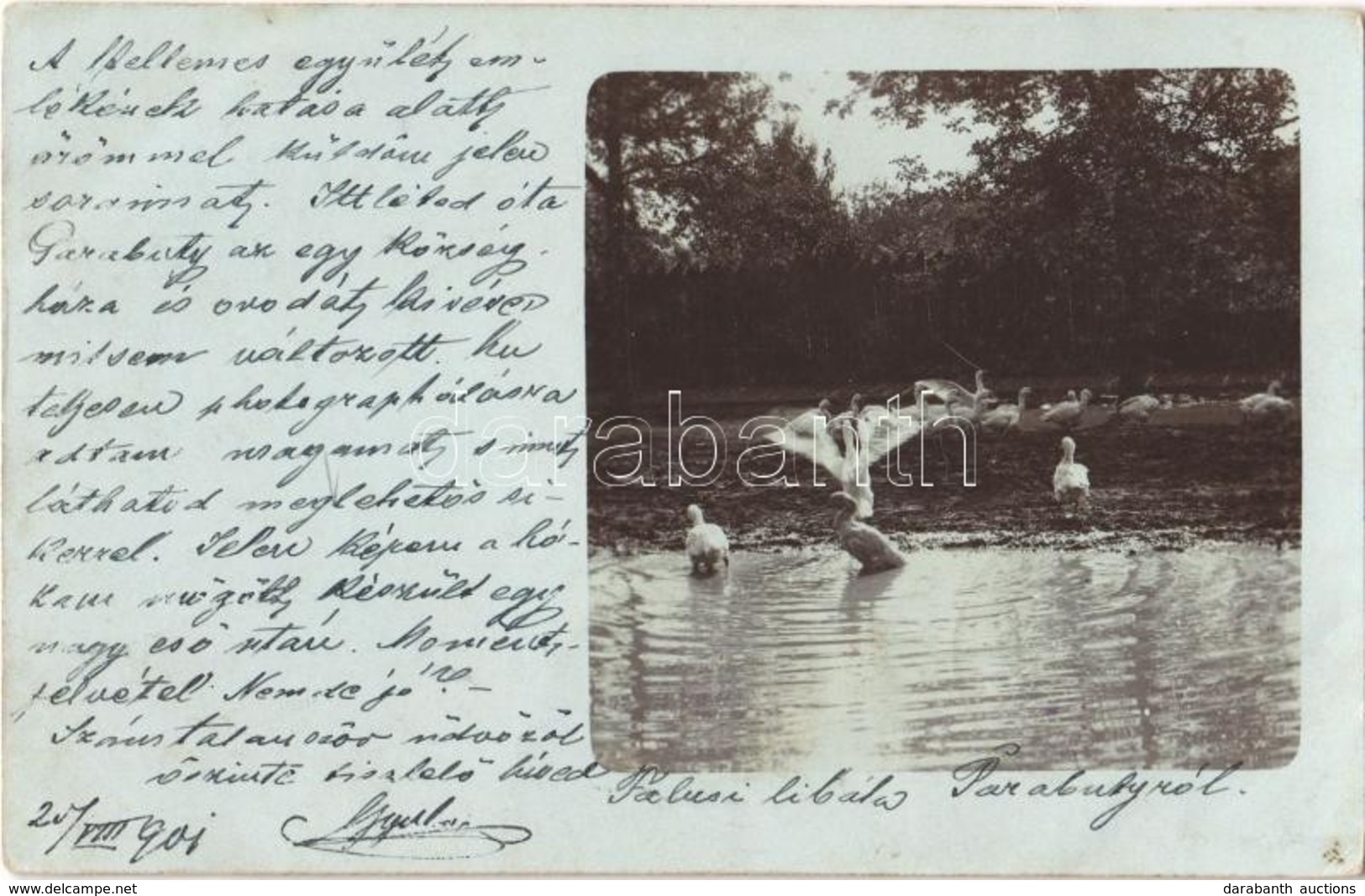 T2 1901 Paripás, Parabuty, Parabutsch, Parabuc, Ratkovo; Falusi Libák / Village Geese. Photo - Ohne Zuordnung