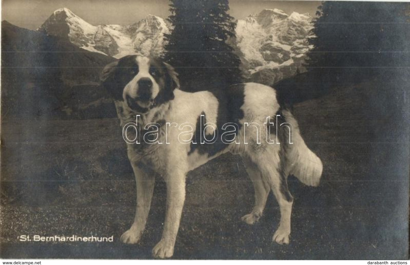 T2 St. Bernhardinerhund / St. Bernard Dog - Ohne Zuordnung