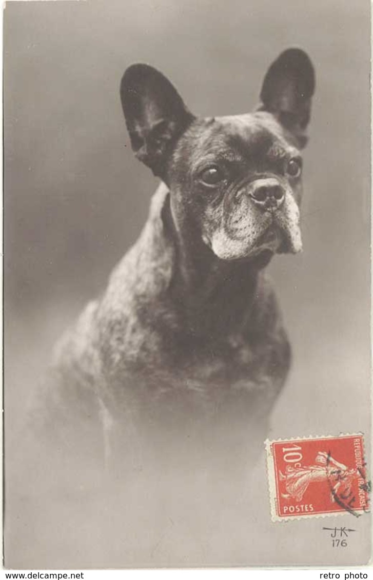 Cpa Animaux – Chien Bouledogue Français - Cani