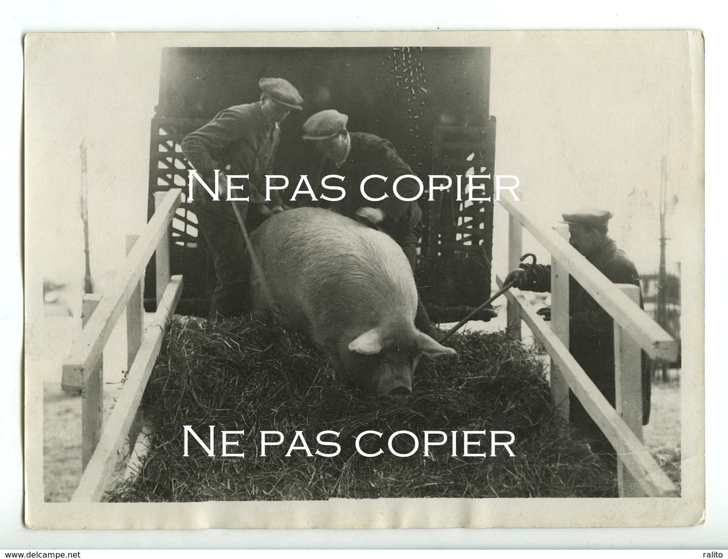 PARIS Porte De Versailles Salon Agriculture Porc 1933 Par Photographe Henri MANUEL - Lugares