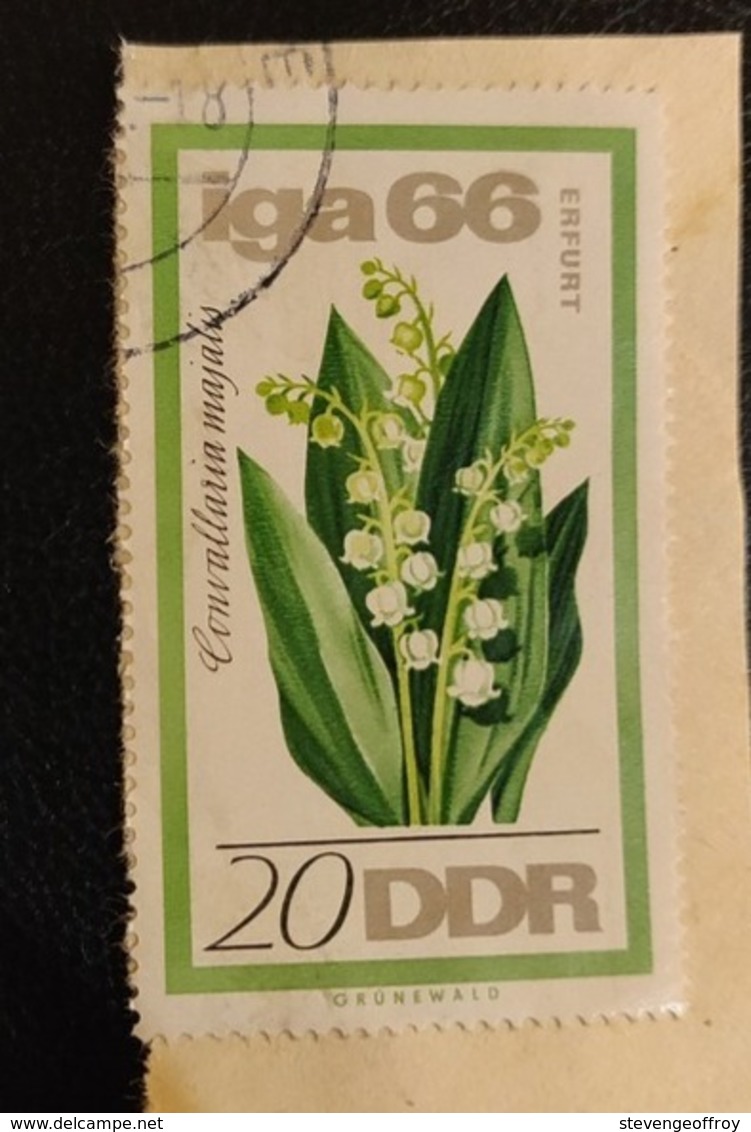 Allemagne République Démocratique DDR 1966 DD 895 Convallaria Majalis Exposition | Fleurs | Plantes Flore - Usati