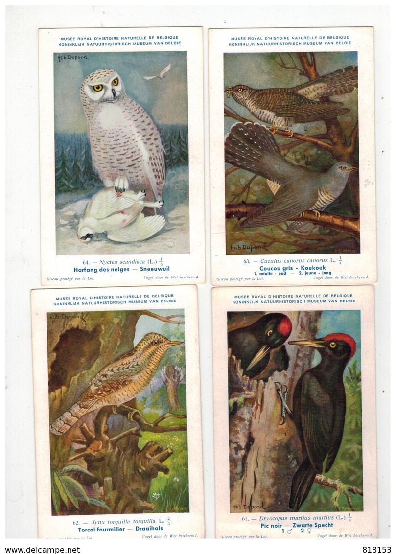Vogels  Oiseaux Koninklijk Natuurkundig Museum V België : 40 Kaarten Nrs 61 Tem 100 - 5 - 99 Postkaarten